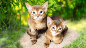 доступны абиссинские котята