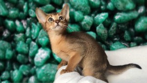 Abyssinian cat is available. Abyssinians for sale