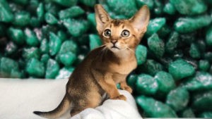 Abyssinian cat is available. Abyssinians for sale