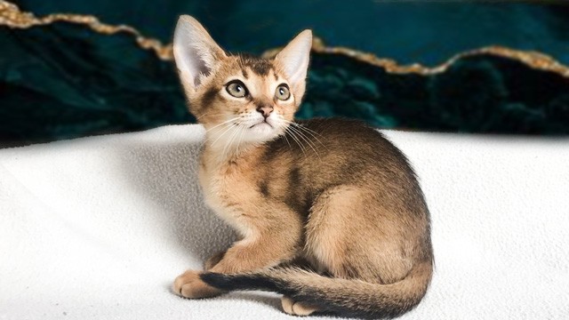 Доступна абиссинская кошечка. абиссинские кошки